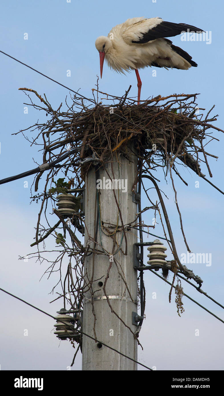 A stork stands inside a nest on an power pole in Raddusch im Spreewald befindet, Germany, 7 June 2011. Nesting on a pole is fairly dangerous for the birds because they can easily be electrocuted. Photo: Patrick Pleul Stock Photo