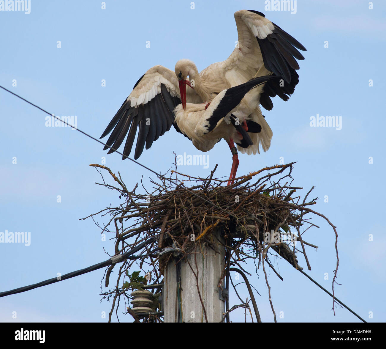 Two storks mate inside a nest on an power pole in Raddusch im Spreewald befindet, Germany, 7 June 2011. Nesting on a pole is fairly dangerous for the birds because they can easily be electrocuted. Photo: Patrick Pleul Stock Photo