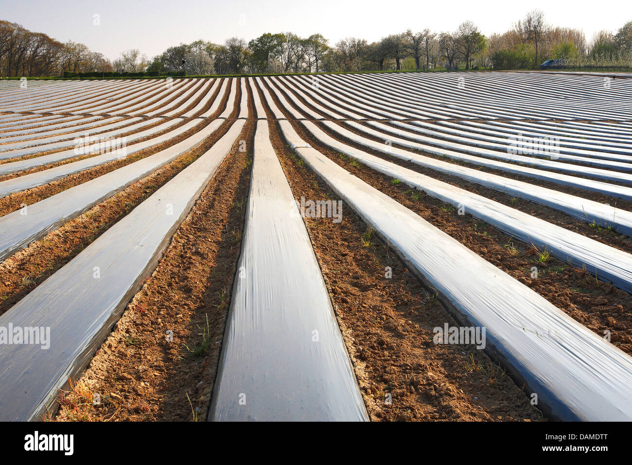 hybrid strawberry, garden strawberry (Fragaria x ananassa, Fragaria ananassa), strawberry field covered with foils, Belgium Stock Photo