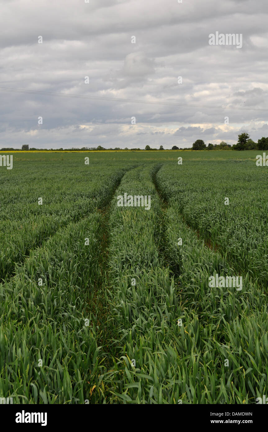 Green Wheat Field with Tractor Tracks Stock Photo - Alamy