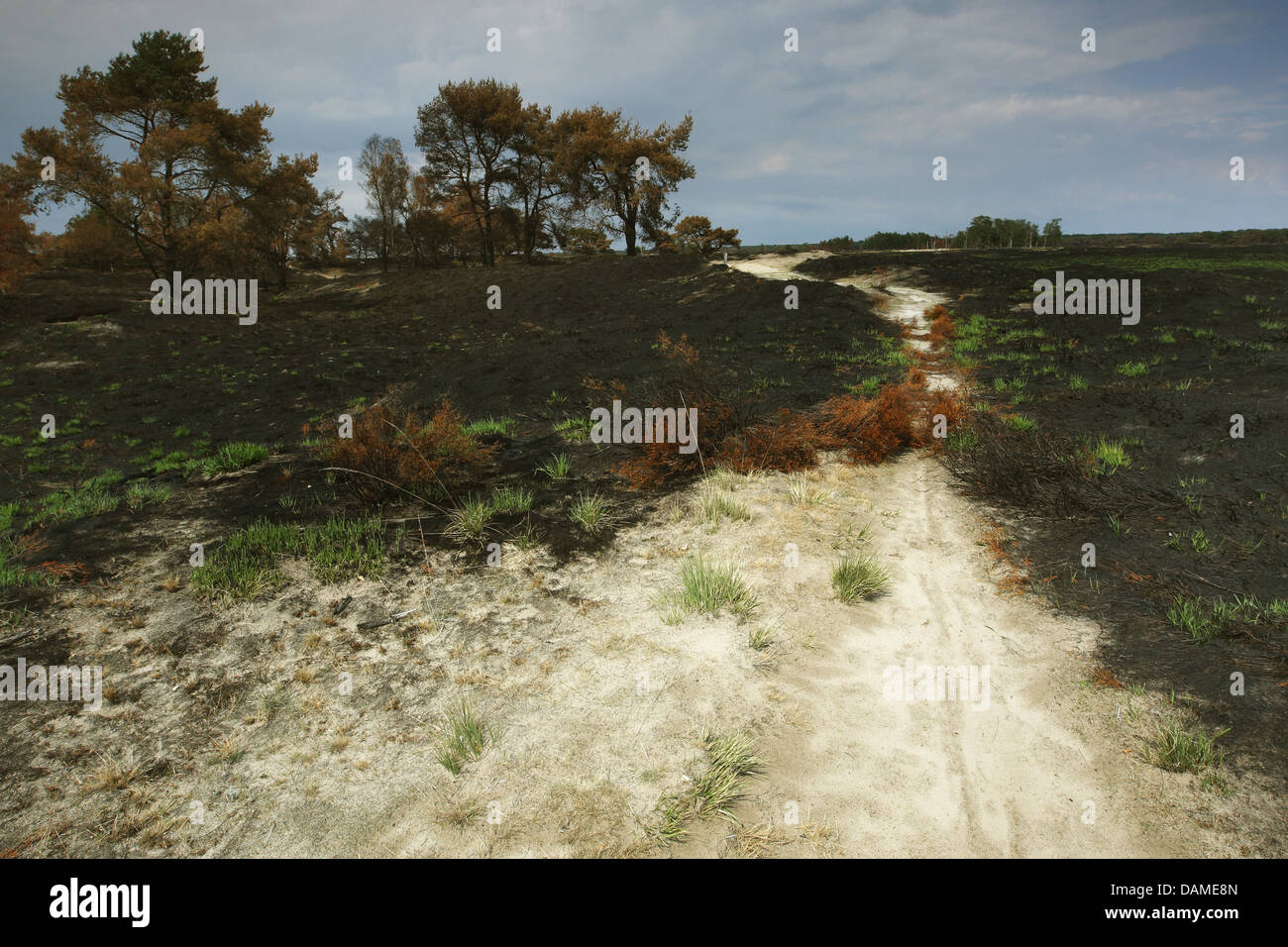 Common Heather, Ling, Heather (Calluna vulgaris), heath after burning in Kalmthoutse Heide, Belgium Stock Photo