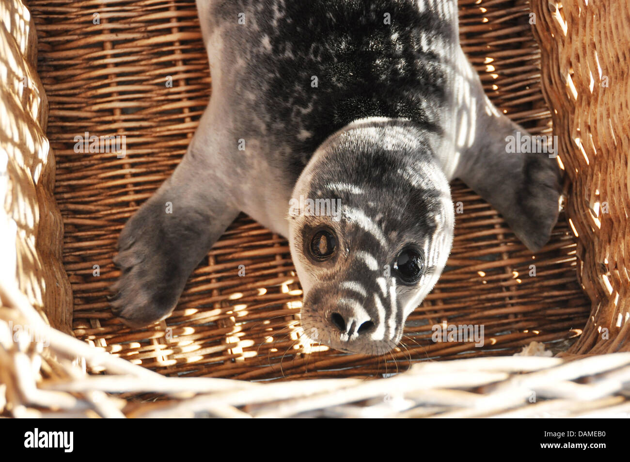 Seehundstation Stock Photos Seehundstation Stock Images Alamy