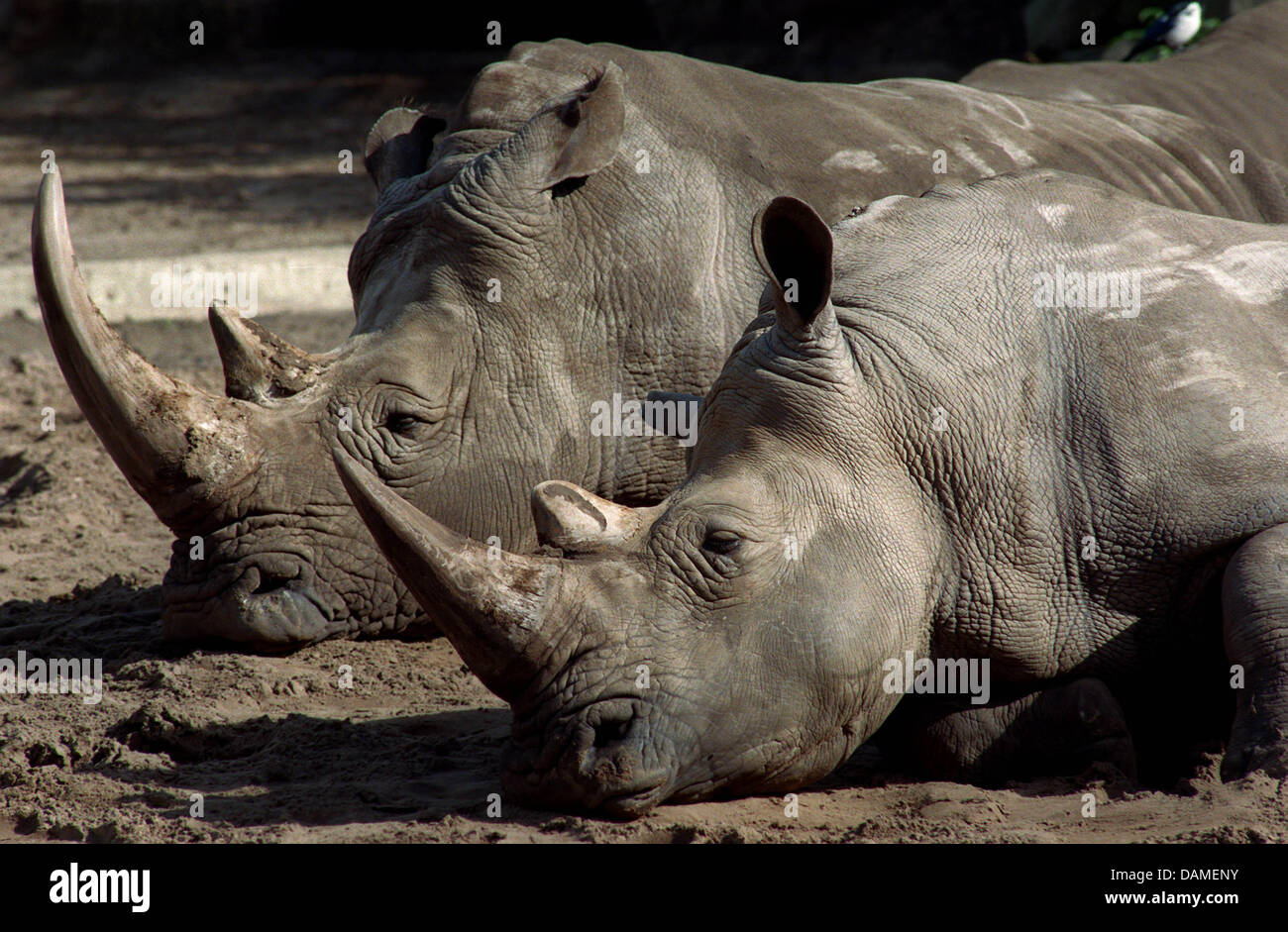 (FILE) An archive photo dated 06 October 1995 shows two white rhinoceroses enjoying the midday sunbathing at Friedrichsfelde animal park in Berlin, Germany. Rhinoceroses have been roaming the earth for 65 million years and many species have become extinct or are endangered. Well organised poachers hunt rhinoceroses for their horns, which fetch a high price on the black market. Phot Stock Photo
