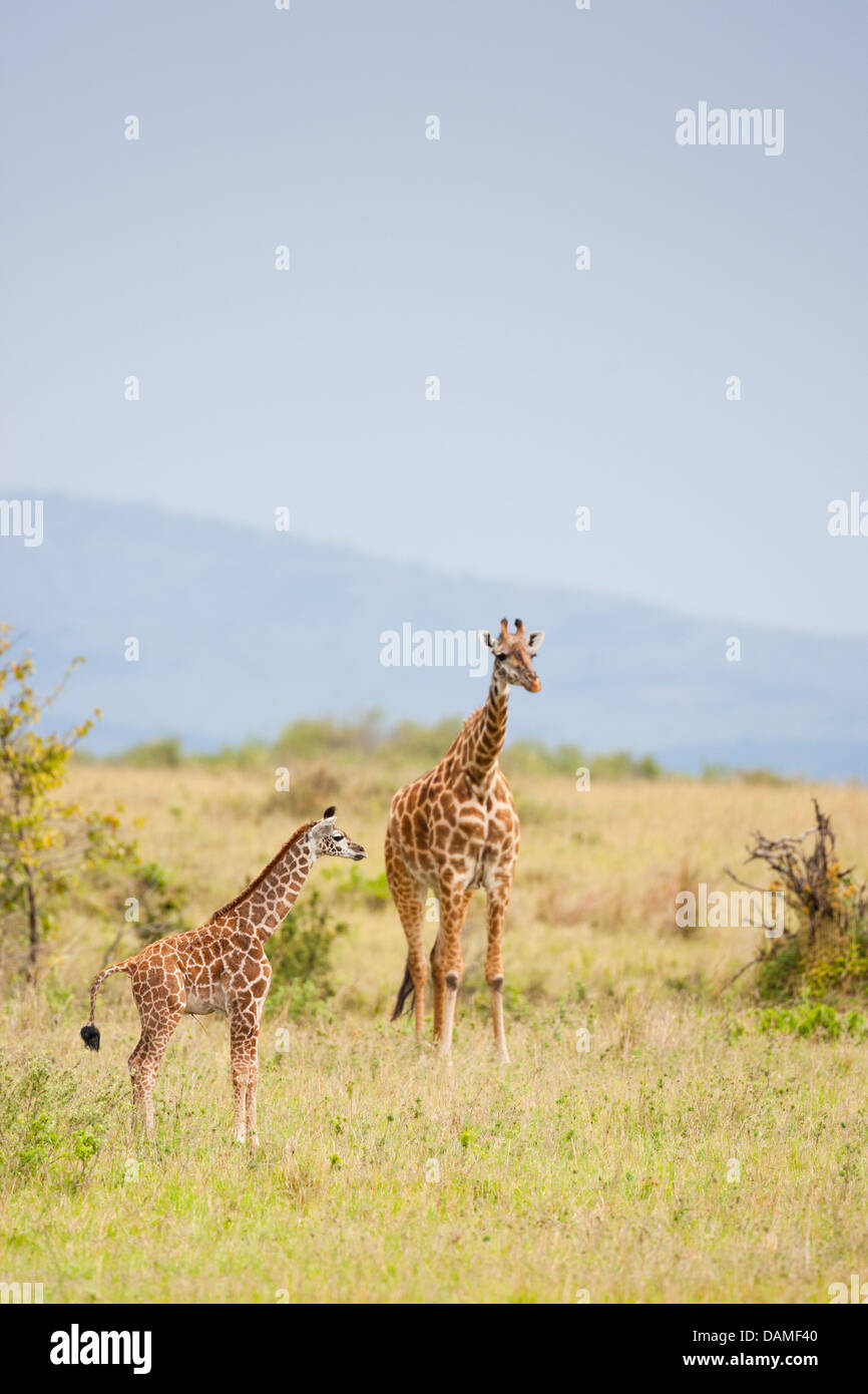 MASAI MARA, KENYA Adult giraffe with infant Stock Photo - Alamy