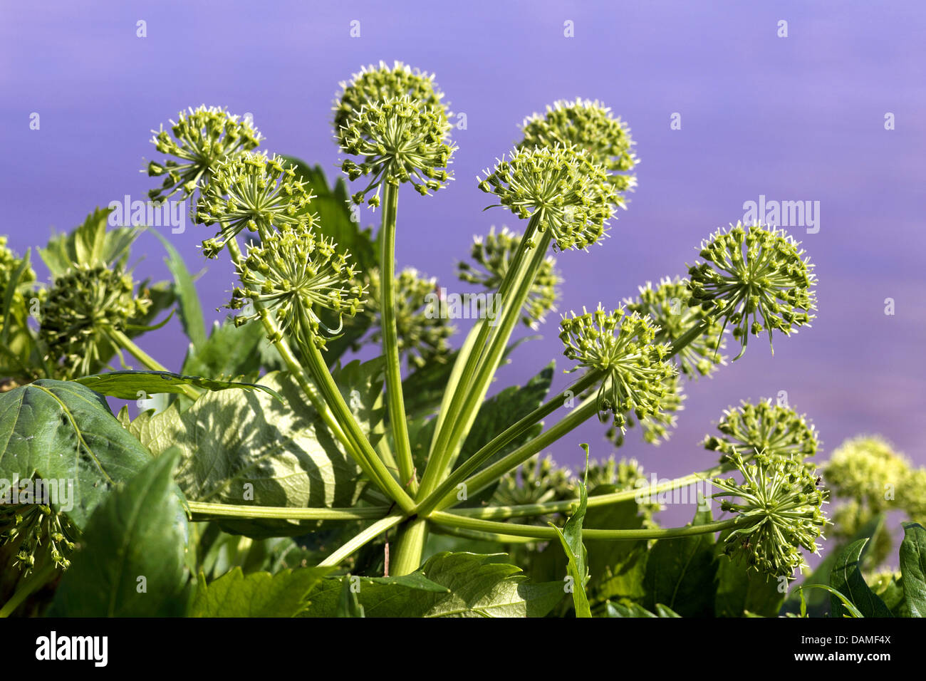 Garden angelica (Angelica archangelica), inflorescence, Germany Stock