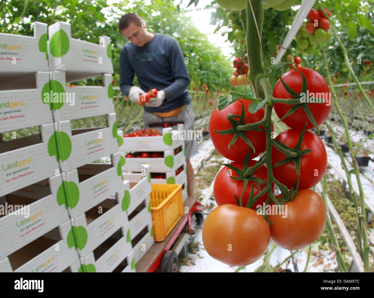 A harvest worker from the vegetable farm Leo Berghs-Trienekens picks tomatoes in a greenhouse in Straelen, Germany, 10 June 2011. The farmer has around 12 hectares of tomatoes, lettuce and cucumbers and because of the E. Coli crisis, he had daily sales losses up to 20,000 euros. Photo: Roland Weihrauch Stock Photo