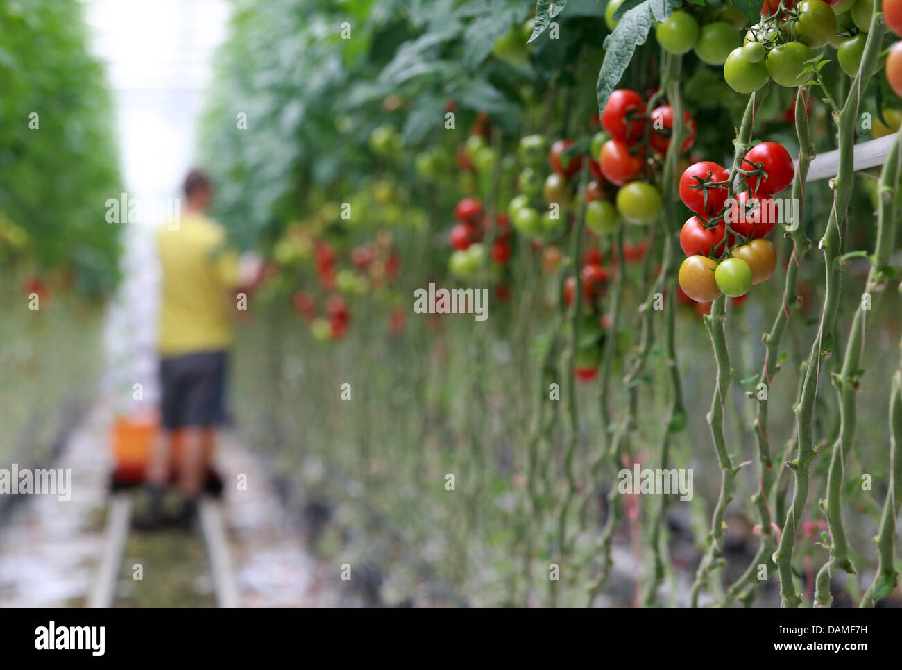 A harvest worker from Leo Berghs-Trieneken's vegetable farm picks tomatoes in a greenhouse in Straelen, Germany, 10 June 2011. The farmer has around 12 hectares of tomatoes, lettuce and cucumbers and because of the E. Coli crisis, he had daily sales losses up to 20,000 euros. Photo: Roland Weihrauch Stock Photo