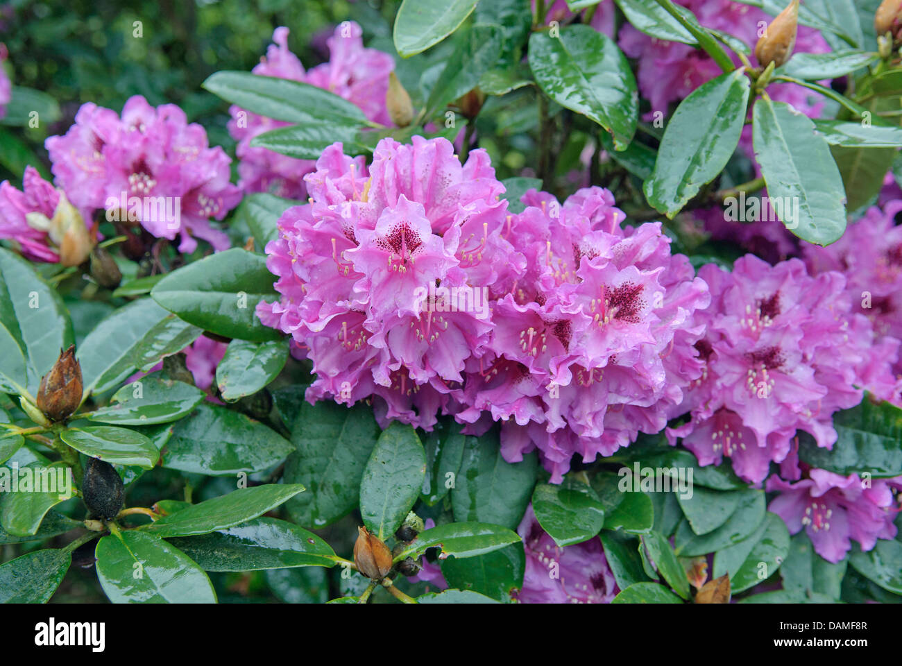 rhododendron (Rhododendron 'Susan', Rhododendron Susan), cultivar Susan Stock Photo