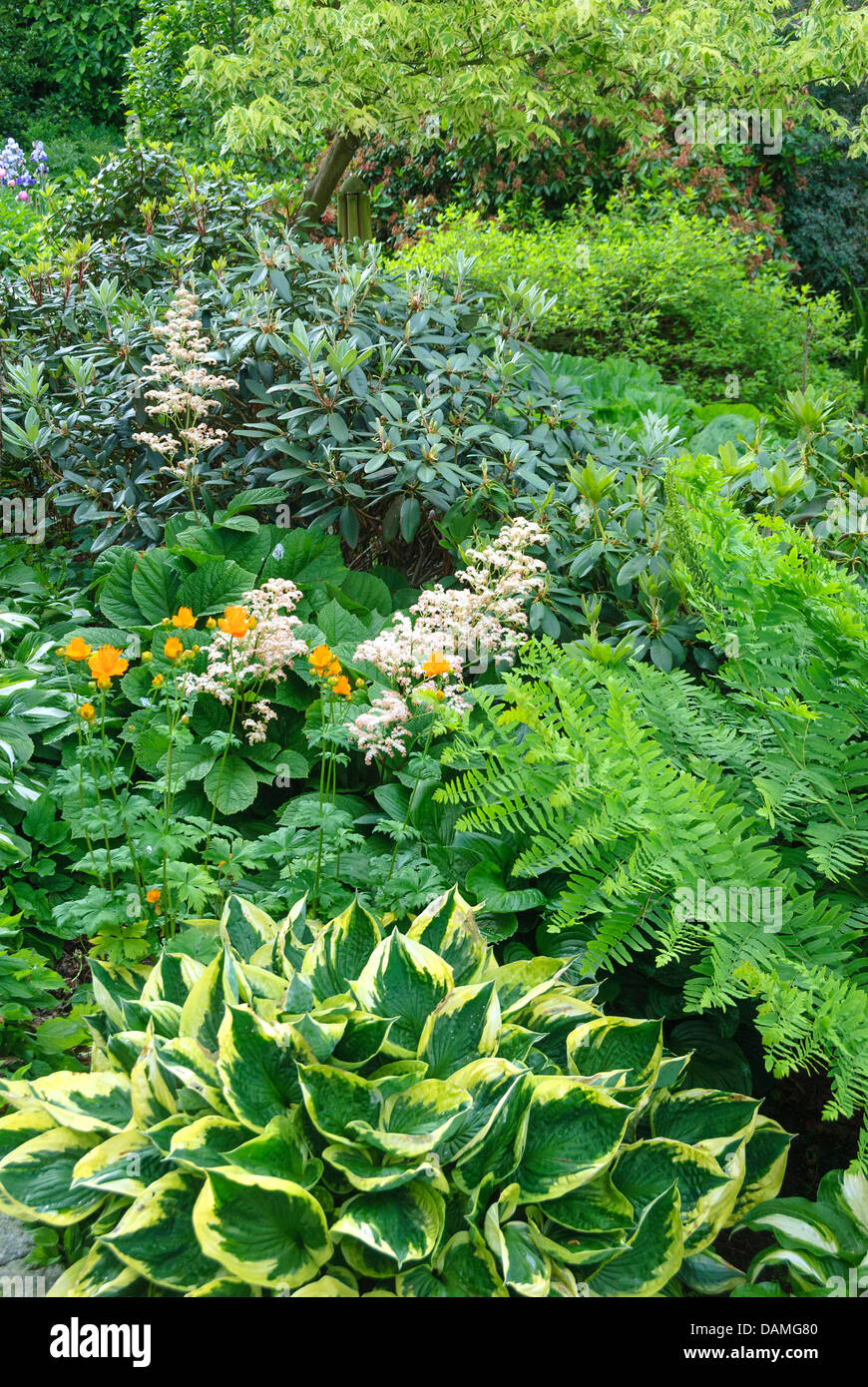 Rodgersia (Rodgersia pinnata), blooming in a flowerbed Stock Photo