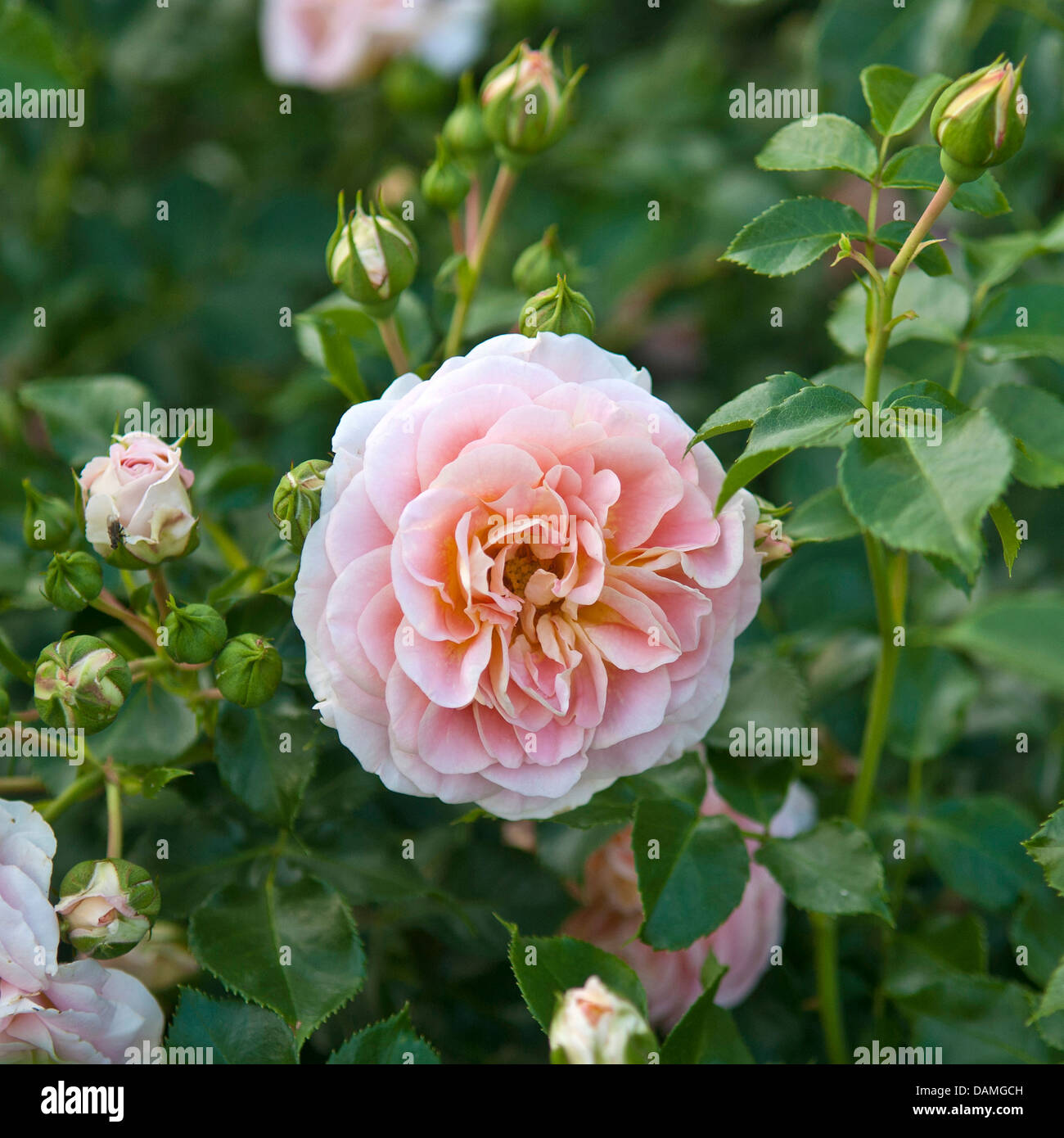 ornamental rose (Rosa 'Concerto', Rosa Concerto), cultivar Concerto Stock Photo