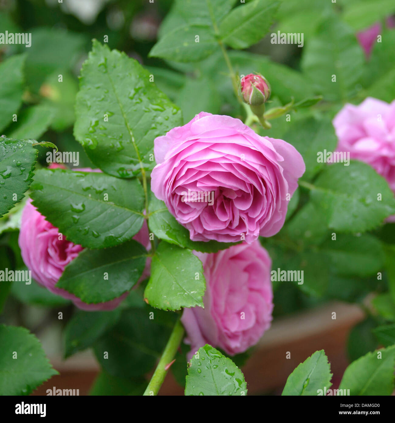 ornamental rose (Rosa 'Louise Odier', Rosa Louise Odier), cultivar Louise  Odier Stock Photo - Alamy