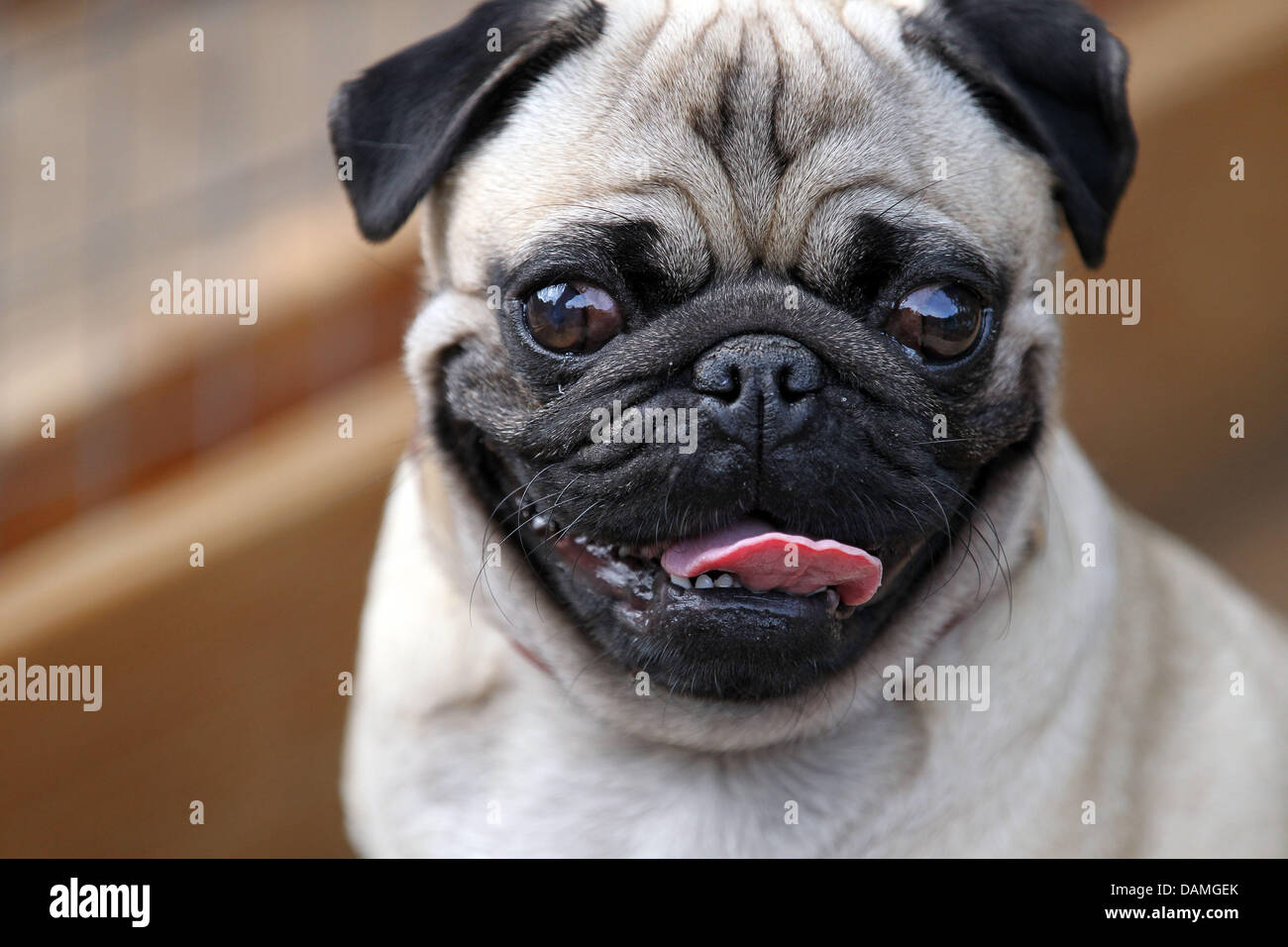 Pug Chat Rooms Pug Chat Rooms
