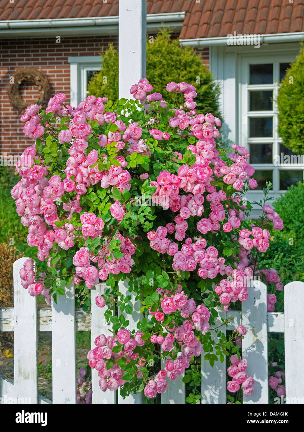 ornamental rose (Rosa 'Raubritter', Rosa Raubritter), cultivar Raubritter Stock Photo
