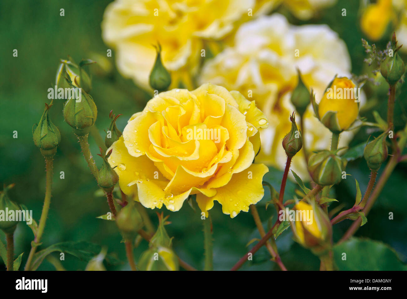 ornamental rose (Rosa 'Westart', Rosa Westart), cultivar Westart Stock  Photo - Alamy