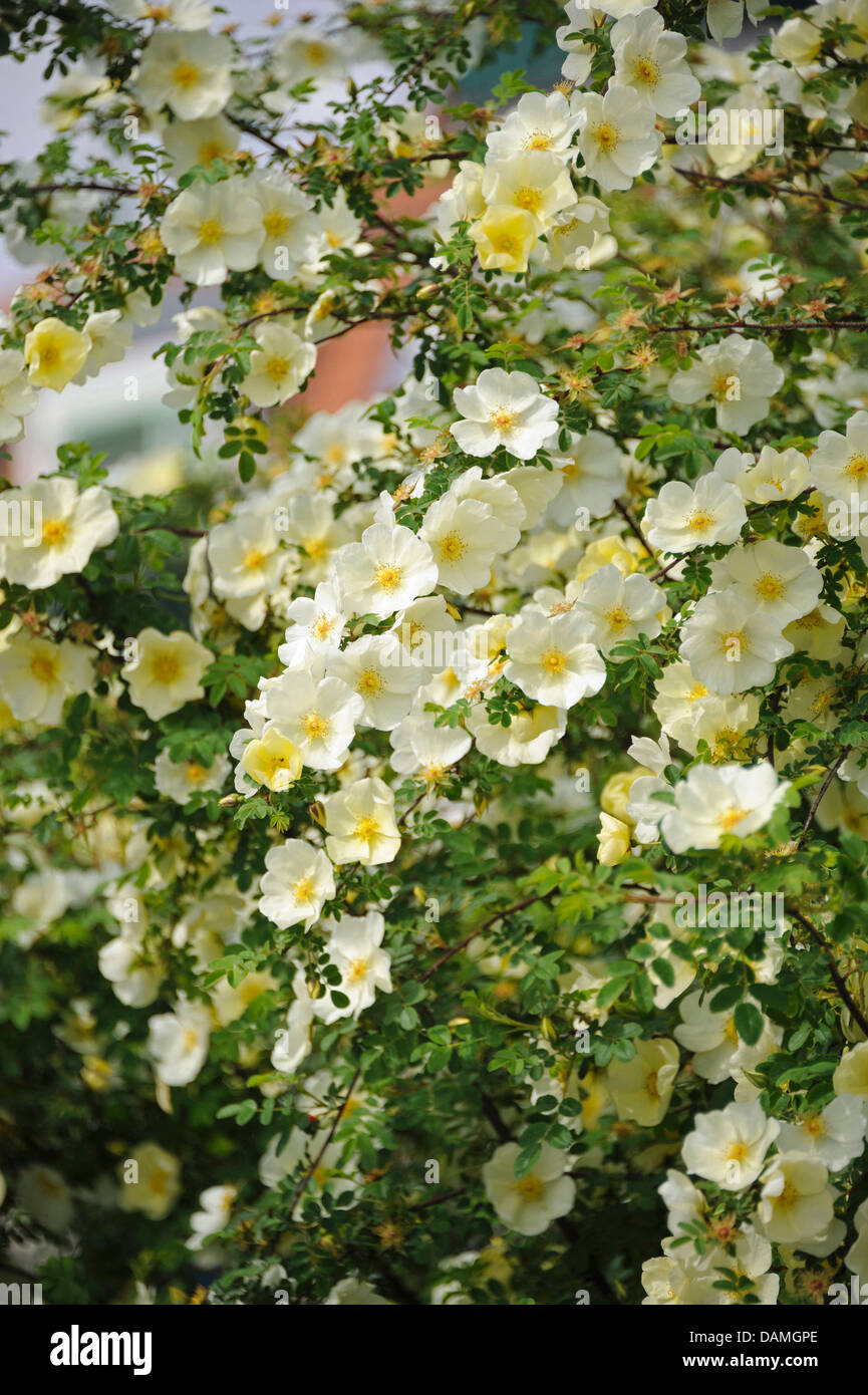 golden rose of china, father hugo rose (Rosa hugonis. Rosa xanthina fo.  hugonis), blooming Stock Photo - Alamy