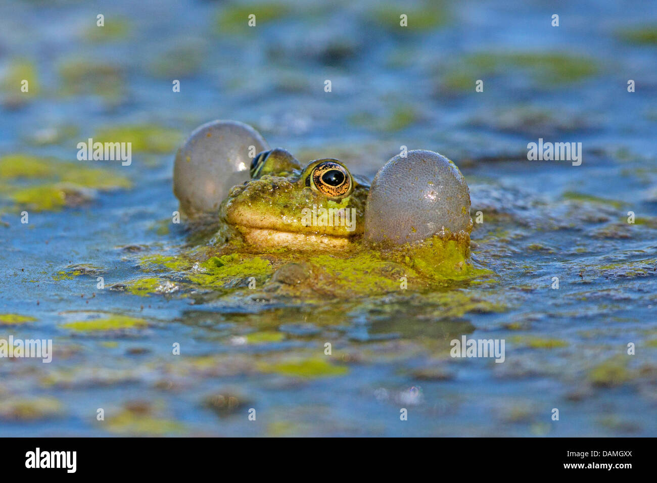 marsh frog, lake frog (Rana ridibunda, Pelophylax ridibundus), with large vocal sacks, calling, Germany, Bavaria, Isental Stock Photo