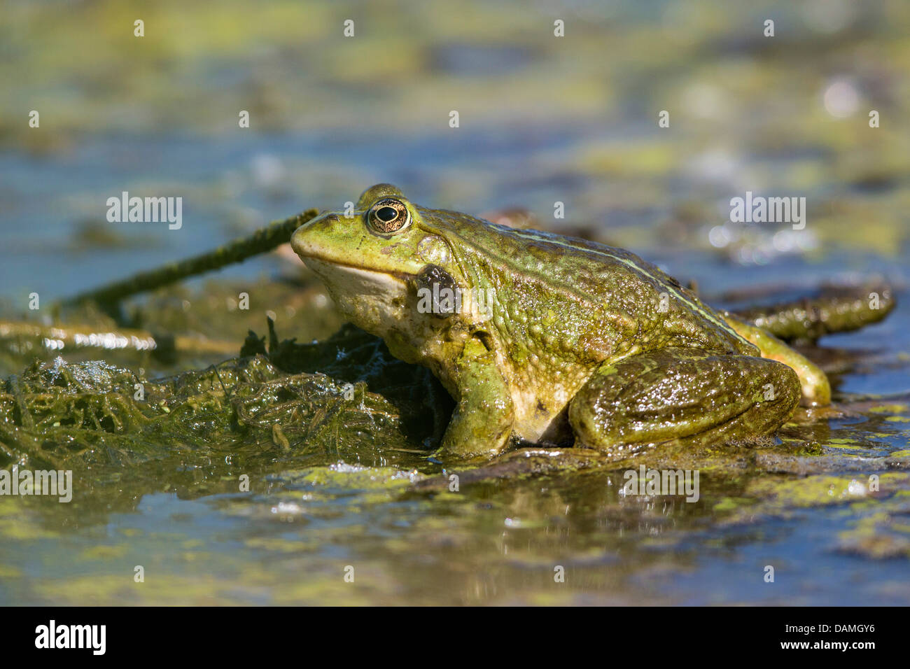 marsh frog, lake frog (Rana ridibunda, Pelophylax ridibundus), sitting at shore, Germany, Bavaria, Isental Stock Photo