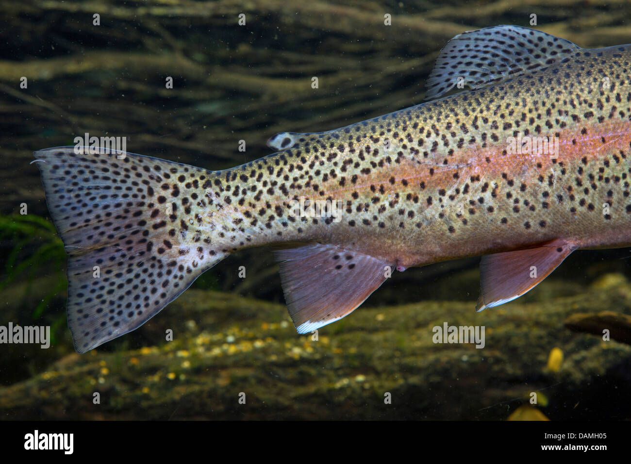 Close up tail rainbow trout hi-res stock photography and images - Alamy