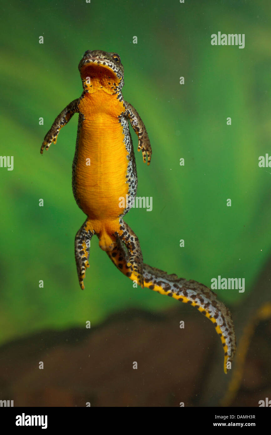 alpine newt (Triturus alpestris, Ichthyosaura alpestris, Mesotriton alpestris), female, swimming, underside, Germany, Bavaria, Isental Stock Photo