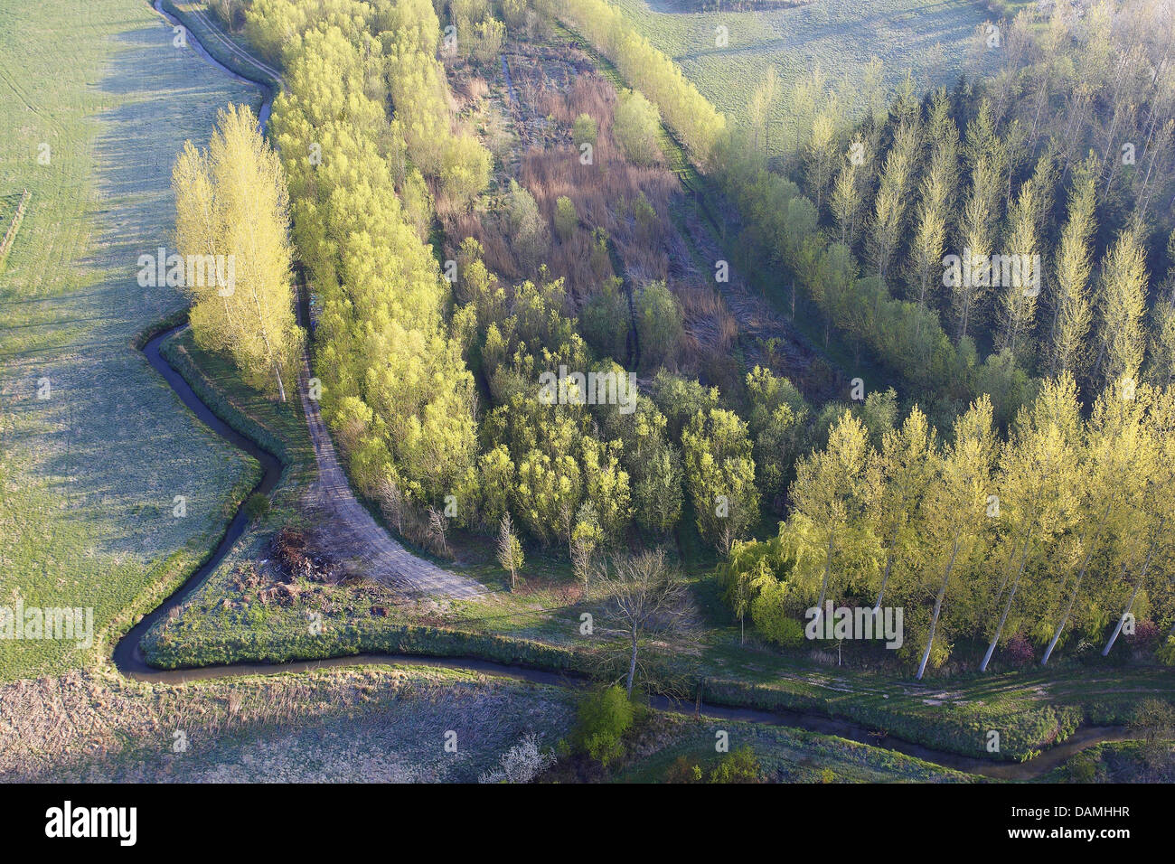 aspen, poplar (Populus spec.), aerial view to meadow, creek and poplars, Belgium Stock Photo