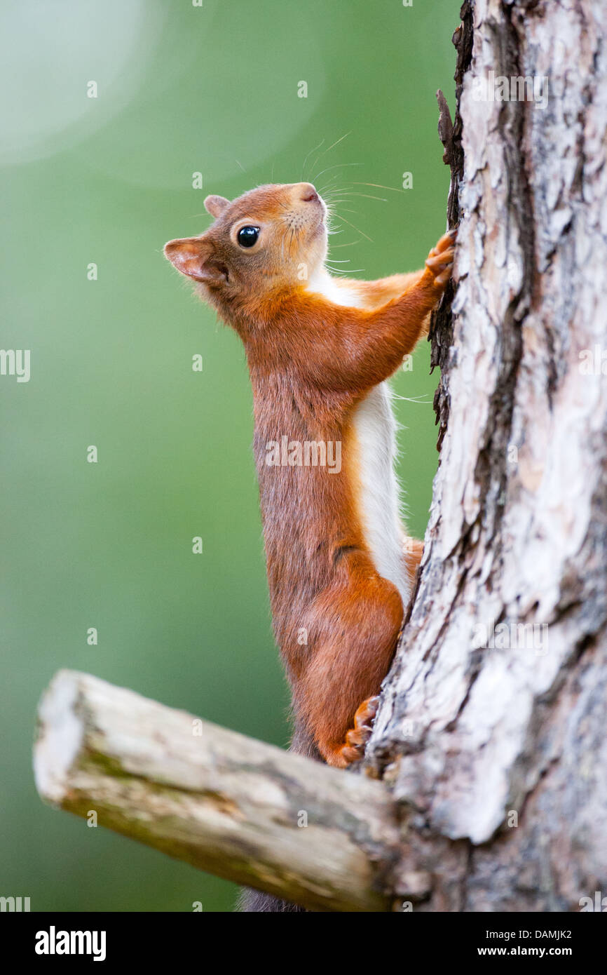 UK A red squirrel (Sciurus vulgaris) halfway through its ascent of a tree. Stock Photo