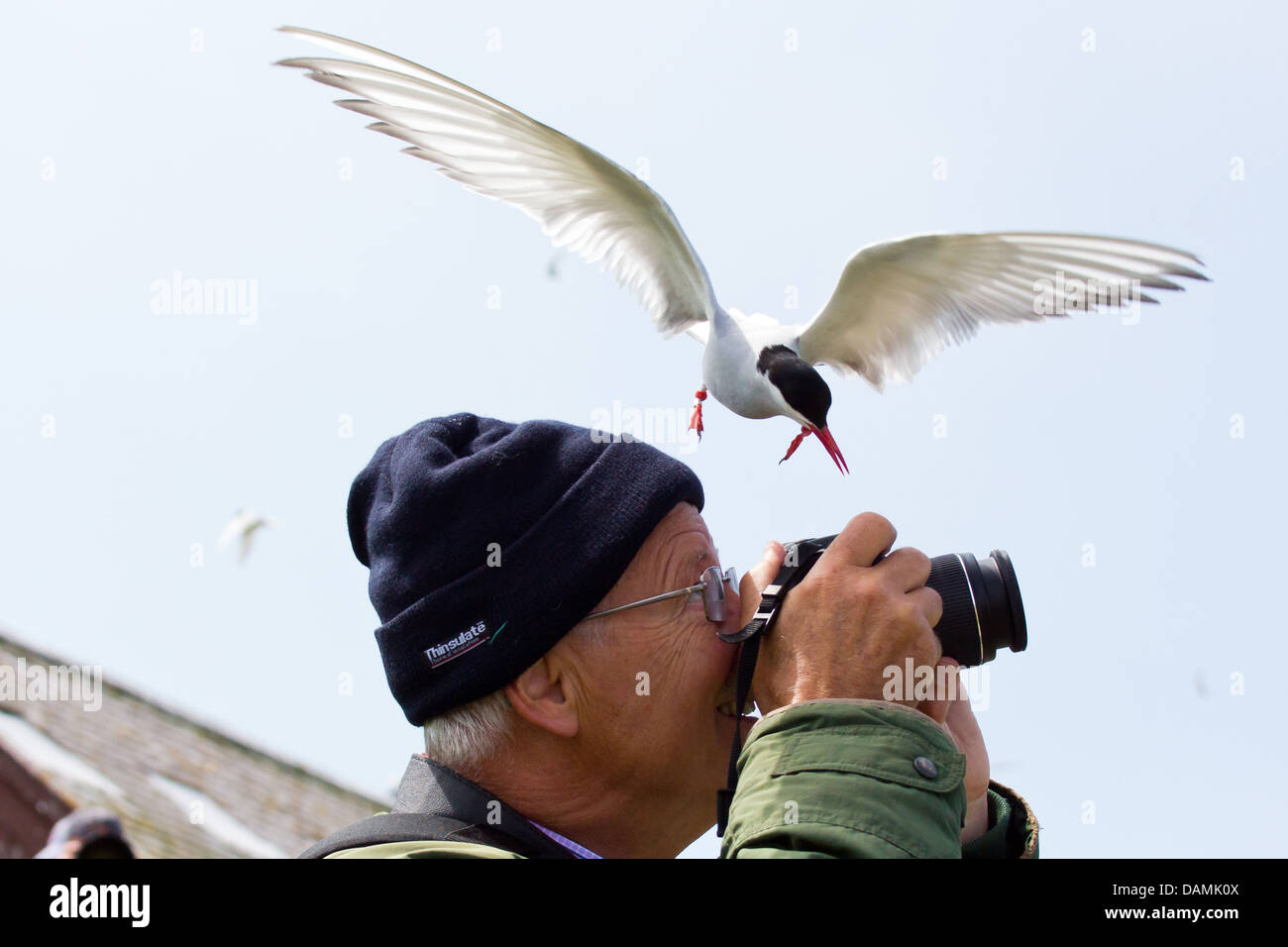 An Arctic Tern about to dive down on a photographer, to protect its young.  The picture was taken on the Inner Farne 2013 Stock Photo
