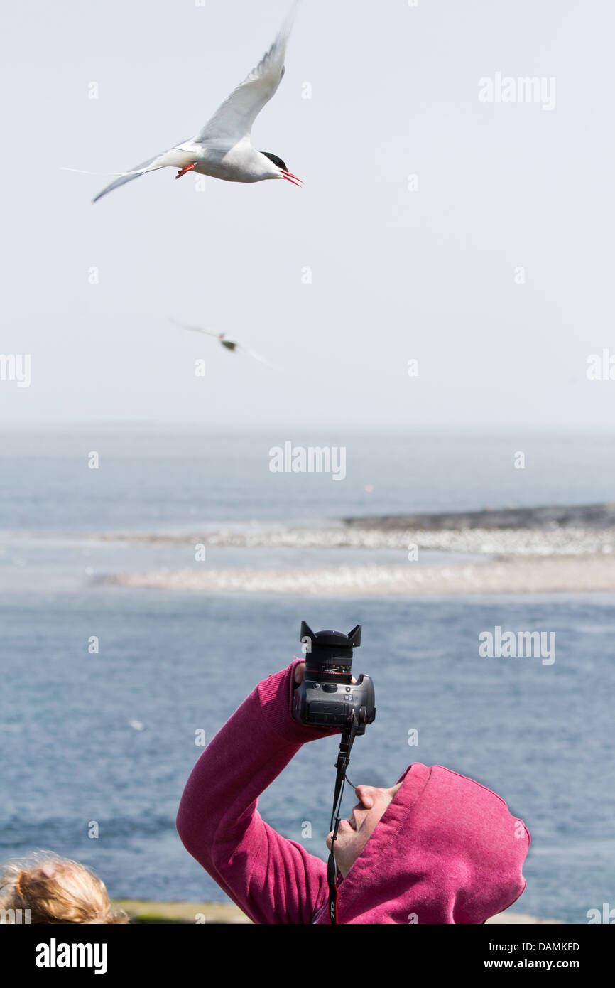 An Arctic Tern about to dive down on a photographer, to protect its young.  The picture was taken on the Inner Farne 2013 Stock Photo