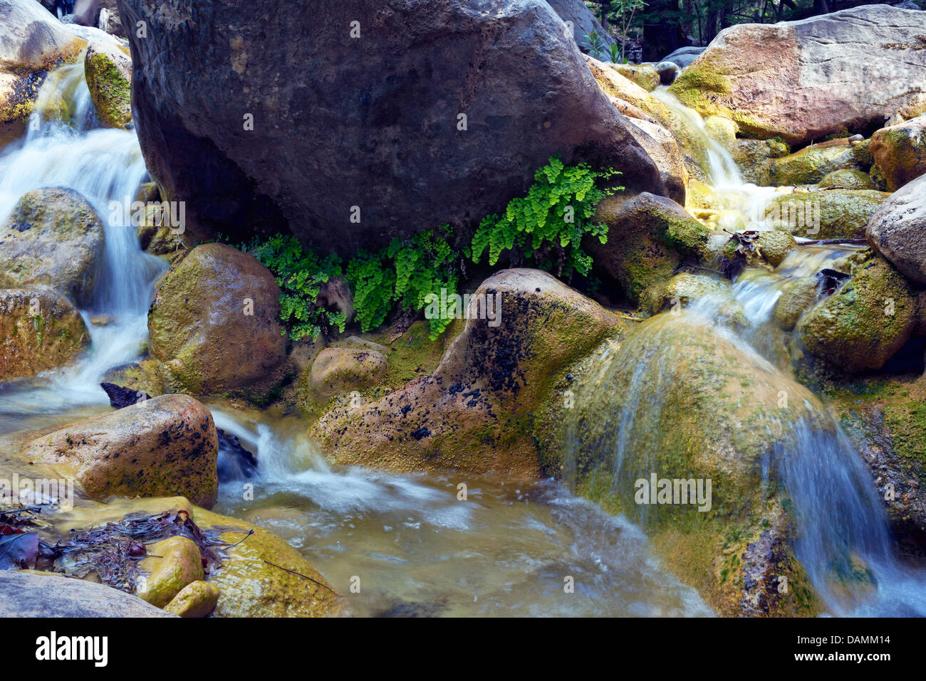 venus-hair fern, maidenhair fern, true maidenhair (Adiantum capillus-veneris), Samaria river in Samaria canyon in May, Greece, Crete Stock Photo
