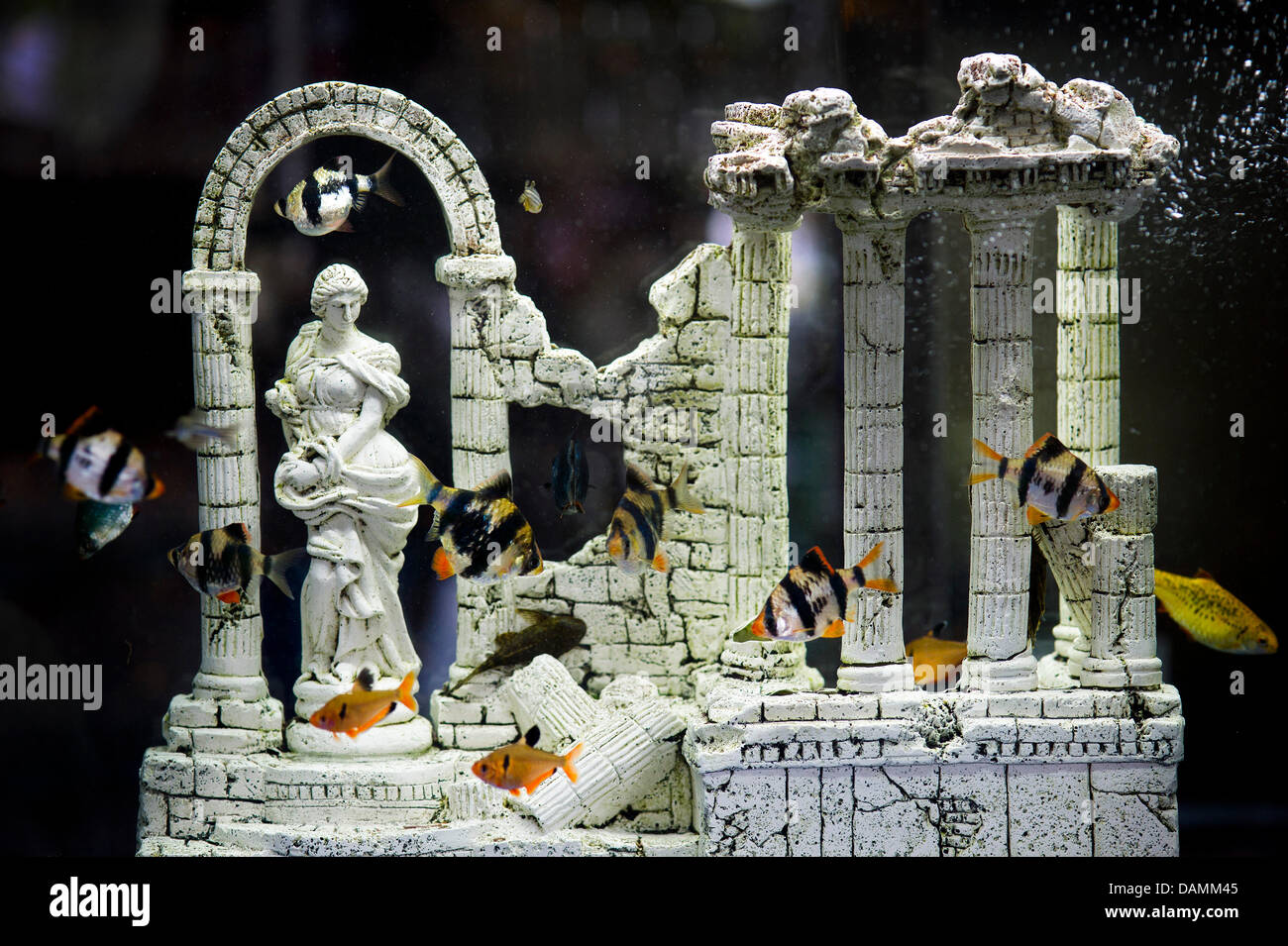 Fish swim around mock antique ruins in an aquarium at a Greek