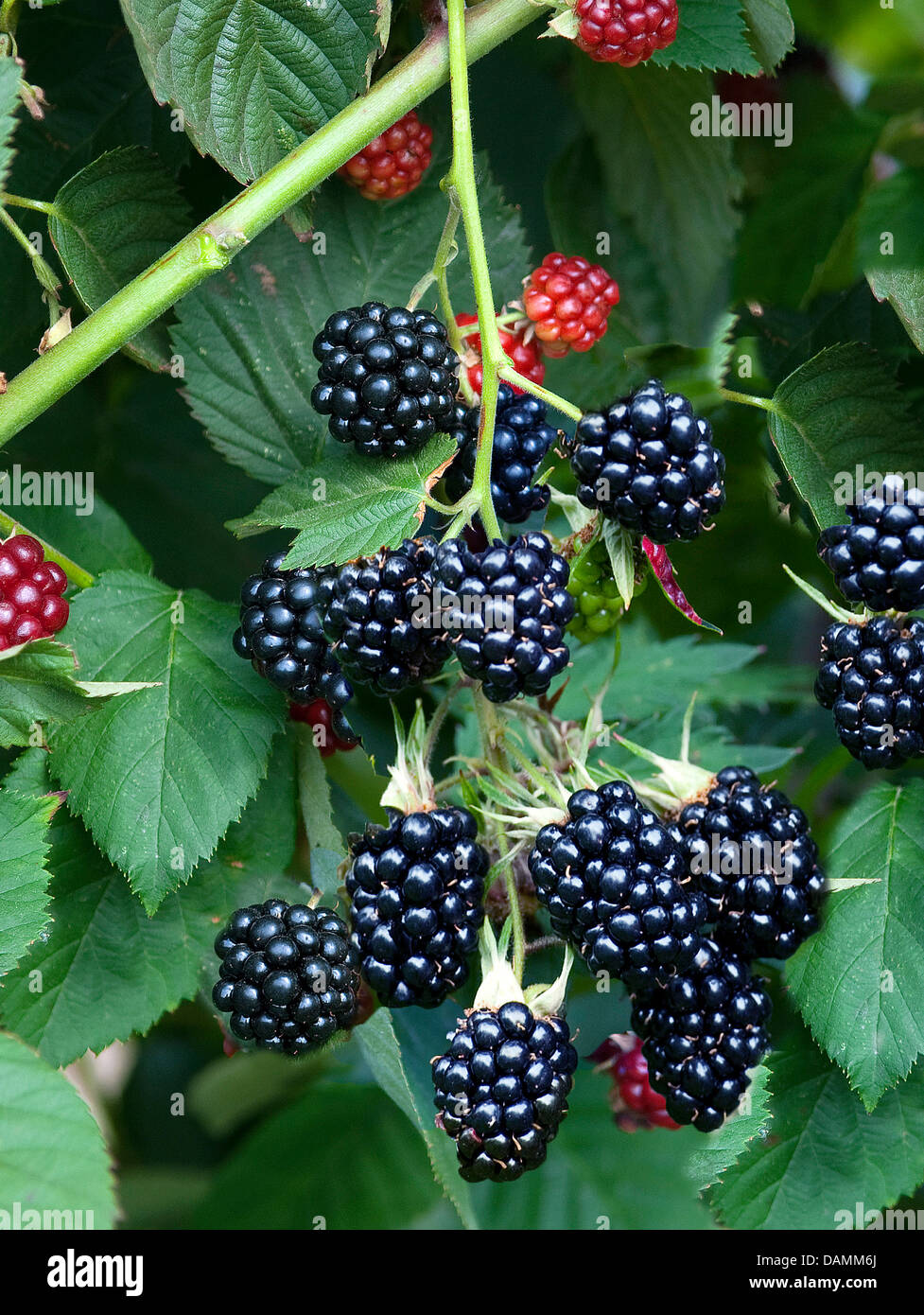 shrubby blackberry (Rubus fruticosus 'Chester Thornless', Rubus fruticosus Chester Thornless), cultivar Chester Thornless Stock Photo