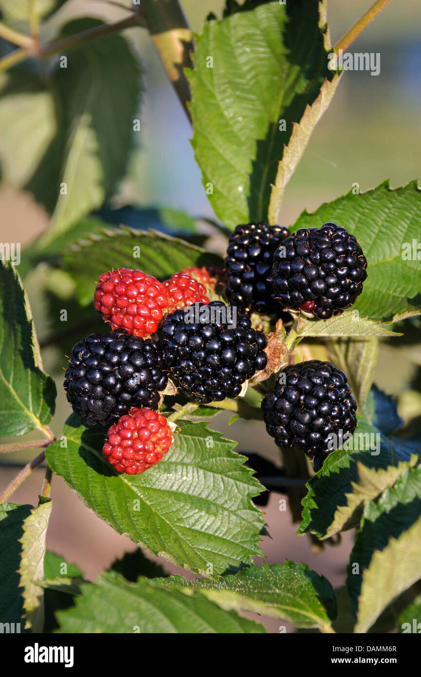 shrubby blackberry (Rubus fruticosus 'Chester Thornless', Rubus fruticosus Chester Thornless), cultivar Chester Thornless Stock Photo