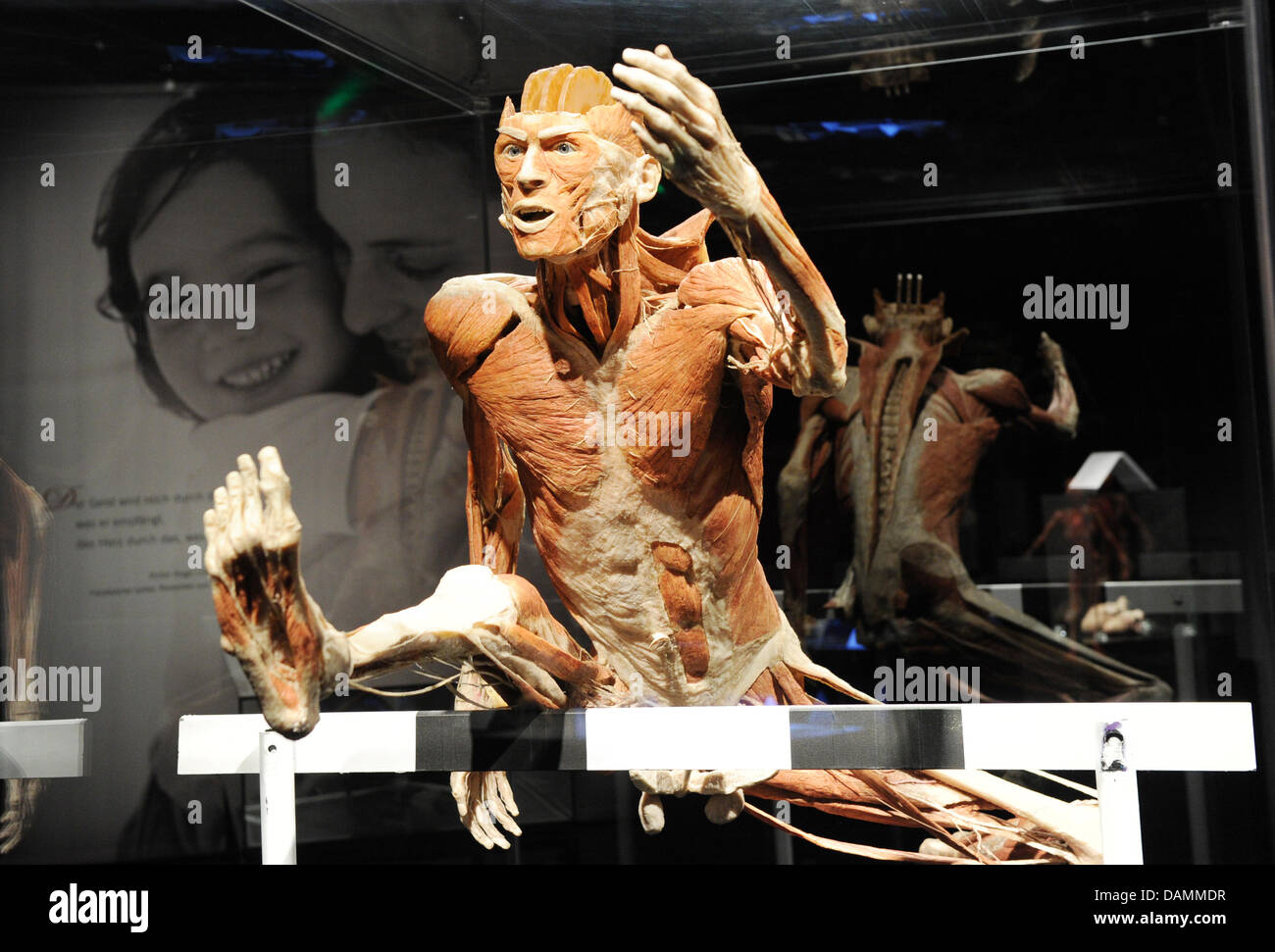 The exhibit 'The Hurdler' is on display at Gunther von Hagen's 'Bodyworlds and the Story of the Hearts' exhibition at the Postbahnhof venue in Berlin, Germany, 22 June 2011. Photo: Jens Kalaene Stock Photo