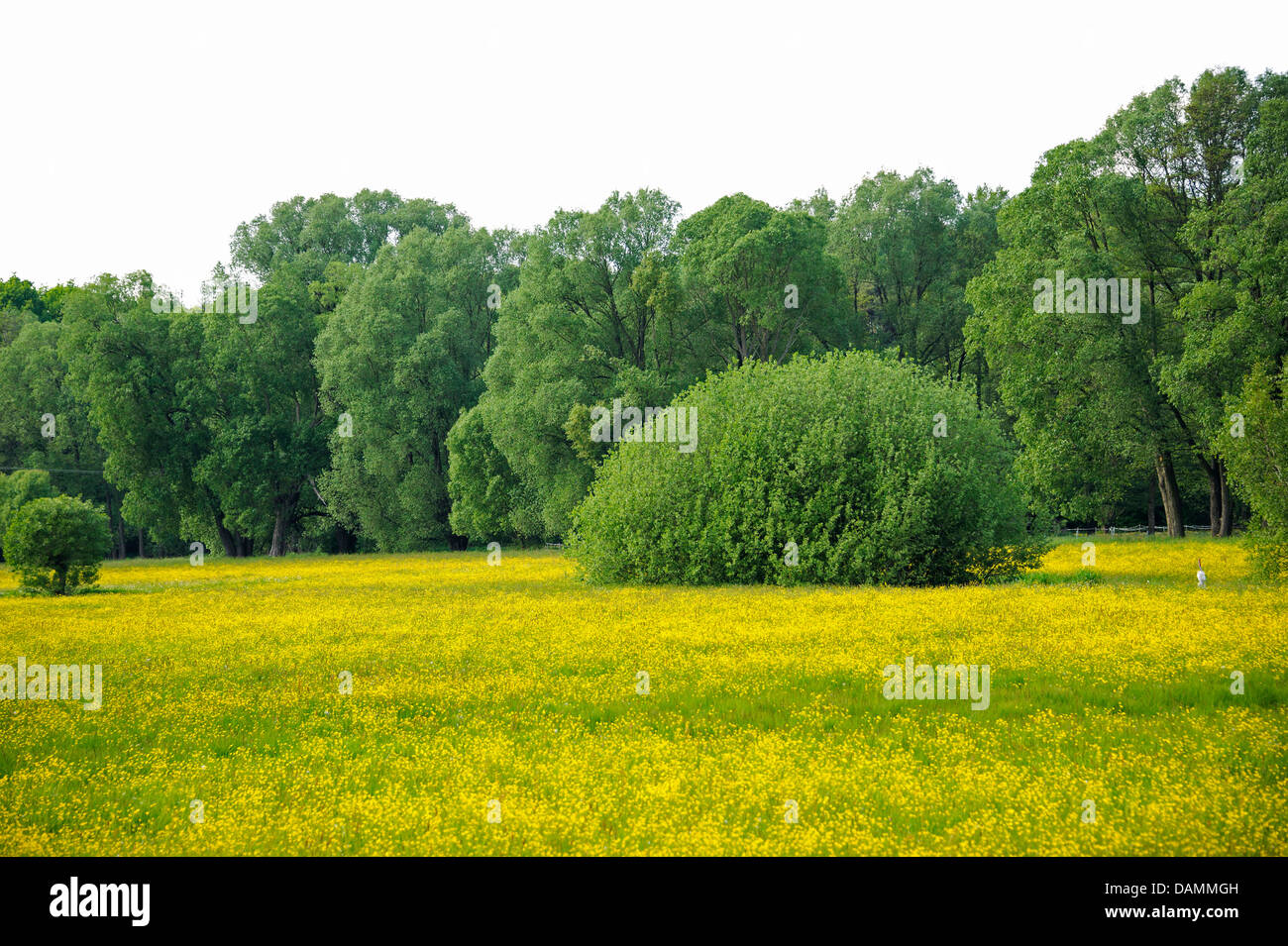 White willow (Salix alba), floodplain with  White willows, Germany, Saxony Stock Photo