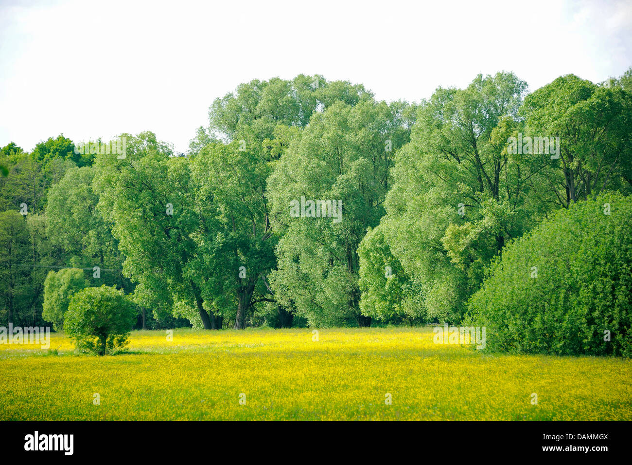White willow (Salix alba), floodplain with  White willows, Germany, Saxony Stock Photo