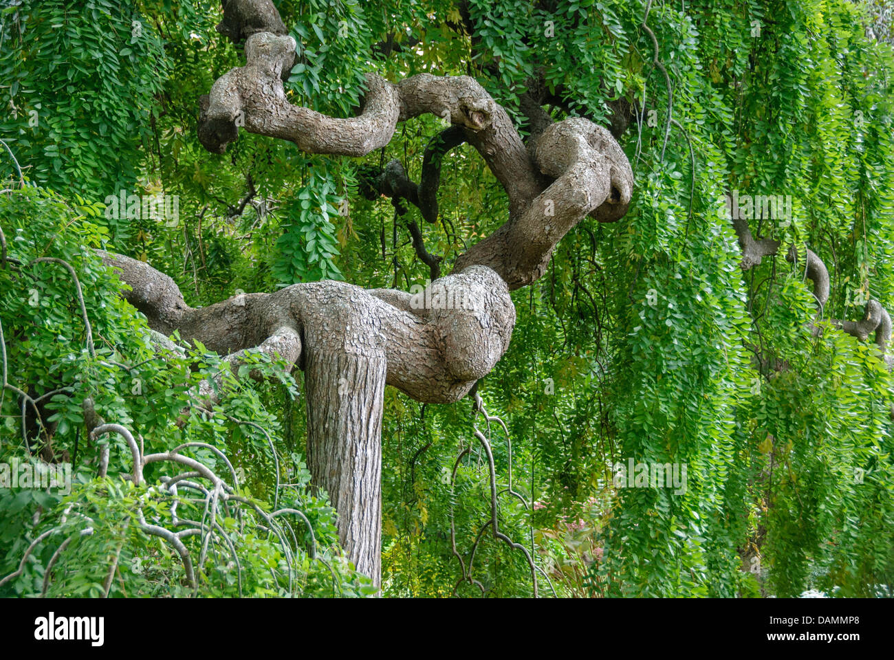 Japanese pagoda tree (Sophora japonica 'Pendula', Sophora japonica Pendula), cultivar Pendula Stock Photo