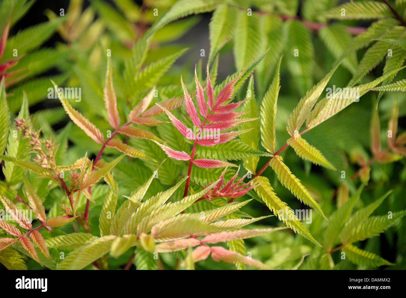 false spiraea (Sorbaria sorbifolia 'Sem', Sorbaria sorbifolia Sem), cultivar Sem, leaf shooting Stock Photo