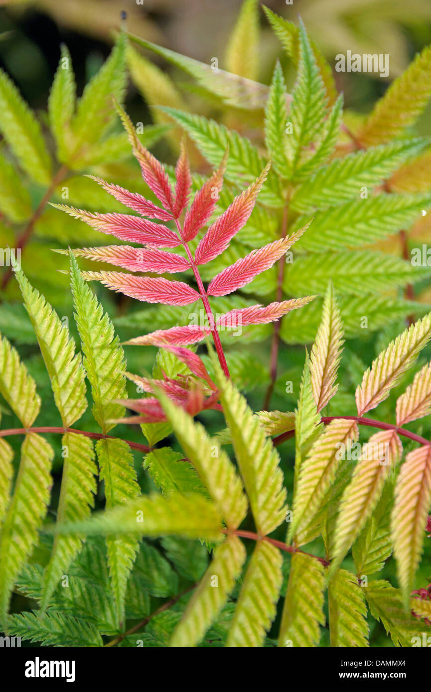 false spiraea (Sorbaria sorbifolia 'Sem', Sorbaria sorbifolia Sem), cultivar Sem, leaf shooting Stock Photo