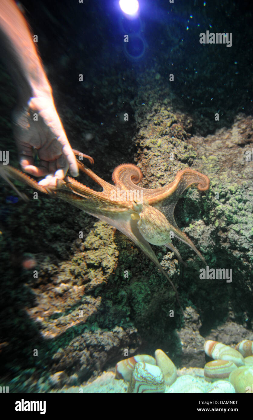 Female octopus Sammy plays with the hand of her trainer in her aquarium at Sea Life in Timmendorfer Strand, Germany, 24 June 2011. Sammy predicted that the opening match of the FIFA Women's World Cup match, Germany vs. Canada, would be undecided. Photo: CHRISTIAN CHARISIUS Stock Photo