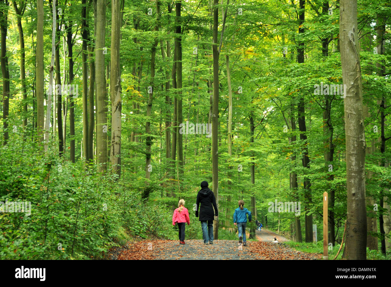 (FILE) An archive photo dated 03 October 2010 shows tourists walking through a beech forest in National Park Kellerwald-Edersee near Edertal, Germany. The UNESCO committee in Paris decides on 24 June 2011 if the nearly natural beech forests in Brandenburg, Thuringia, Hesse and Mecklenburg-Western Pomerania will recieve the coveted world heritage title. Photo: Uwe Zucchi Stock Photo