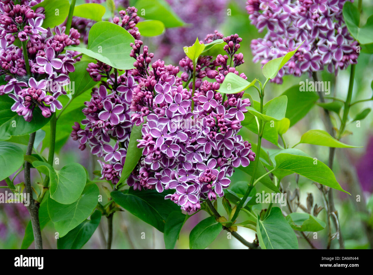 common lilac (Syringa vulgaris 'Sensation', Syringa vulgaris Sensation), cultivar Sensation Stock Photo