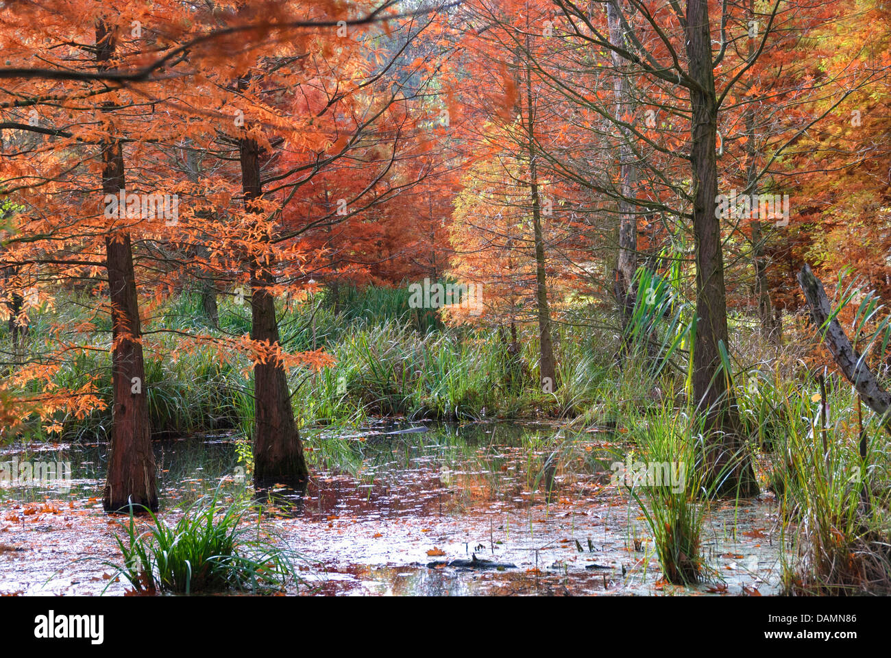 baldcypress (Taxodium distichum), in a pond in autumn, Germany Stock Photo