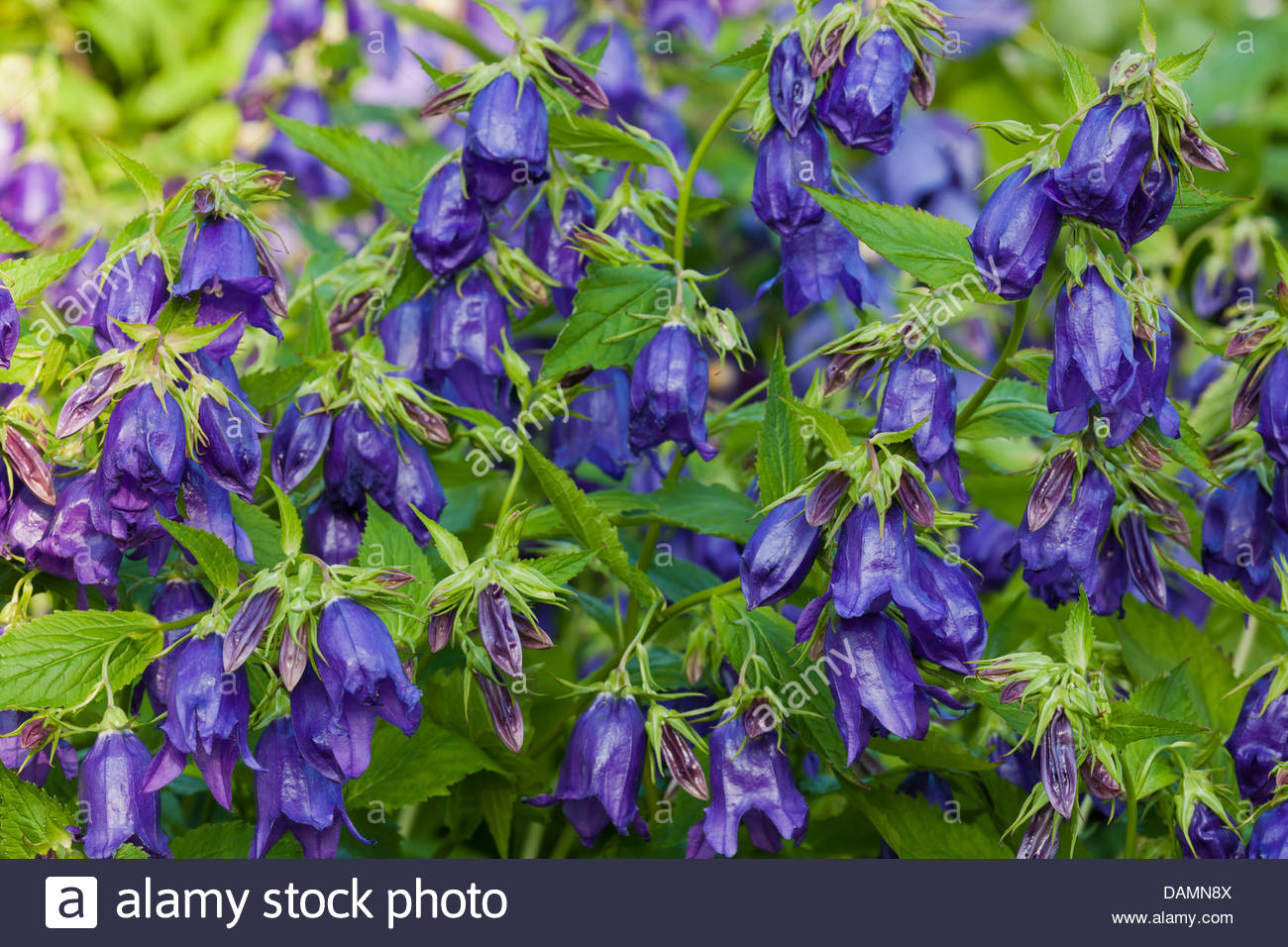 Campanula Kent Bell bellflower flowers summer perennial blue July Stock