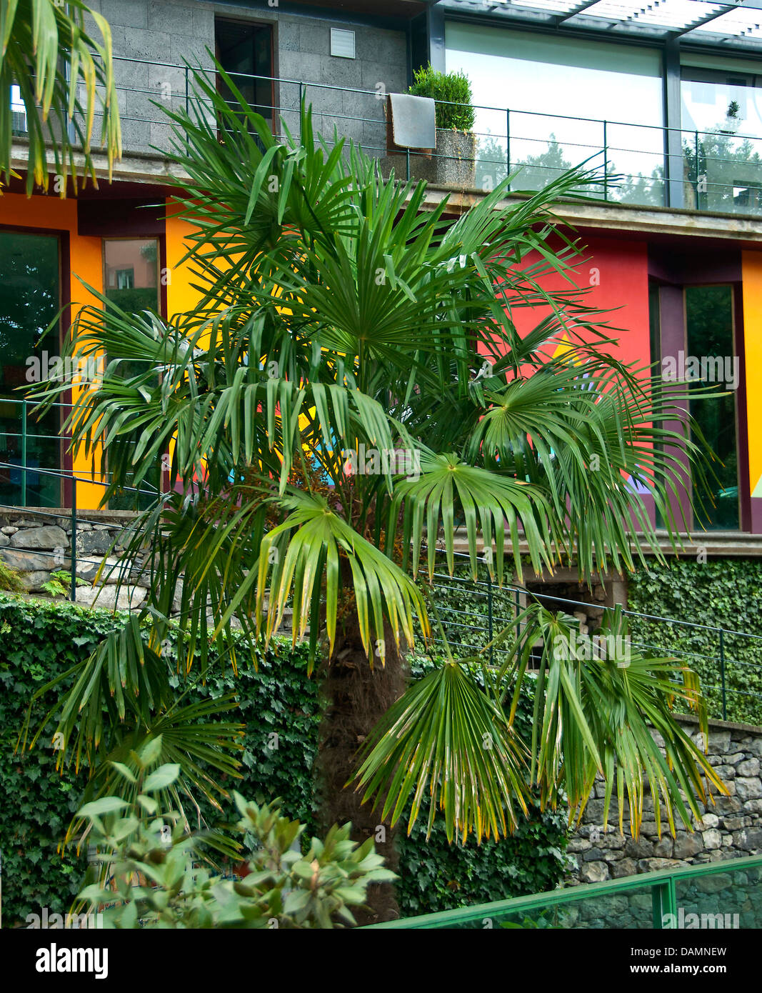 Chinese hemp palm (Trachycarpus fortunei, Trachycarpus excelsa), in a frontgarden, Germany Stock Photo