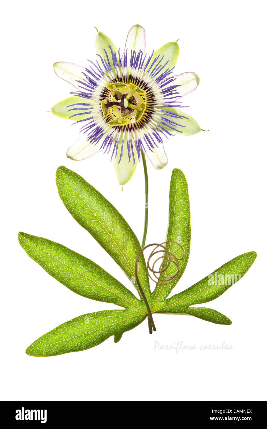 Blue passion flower (Passiflora caerulea) AGM flower, leaf and tendril on the white background July Leeds West Yorkshire UK Stock Photo