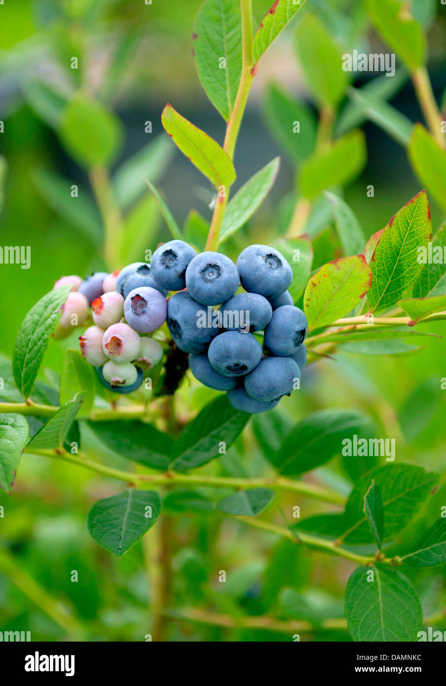 high blueberry, highbush blueberry, swamp blueberry (Vaccinium corymbosum 'Nelson', Vaccinium corymbosum Nelson), cultivar Nelson Stock Photo