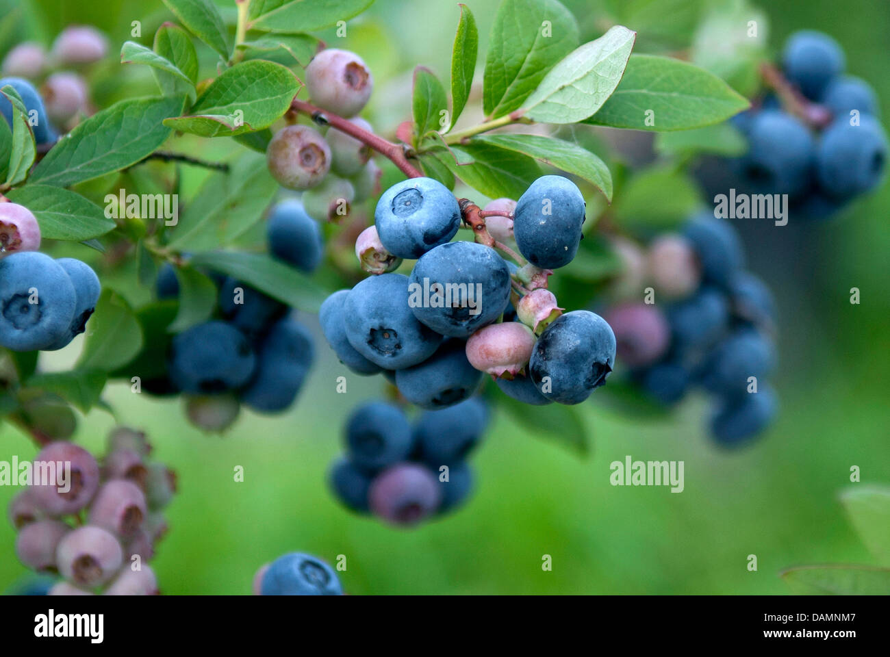 high blueberry, highbush blueberry, swamp blueberry (Vaccinium corymbosum 'Toro', Vaccinium corymbosum Toro), cultivar Toro Stock Photo