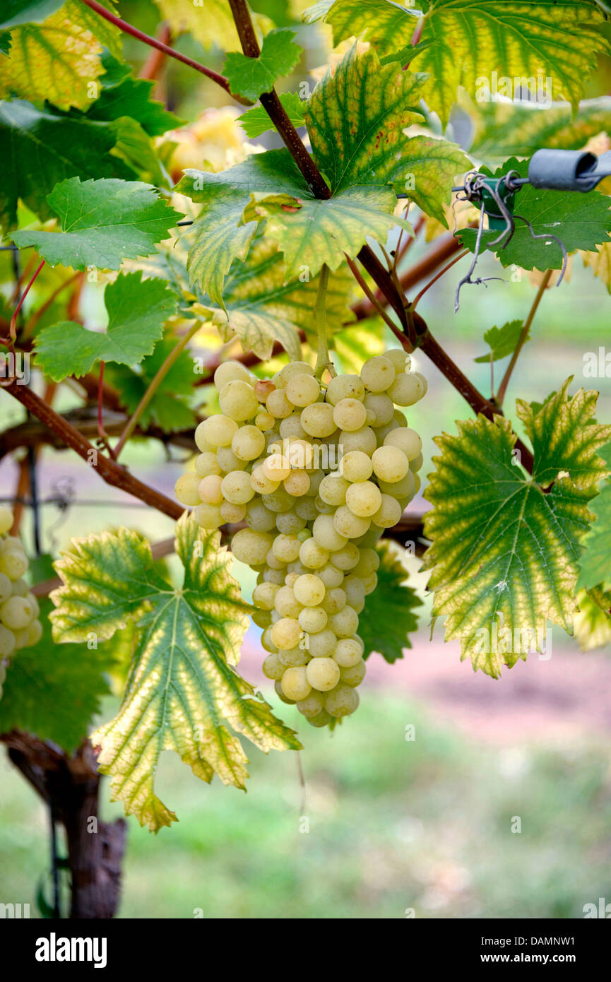 grape-vine, vine (Vitis vinifera 'Evita', Vitis vinifera Evita), cultivar Evita Stock Photo