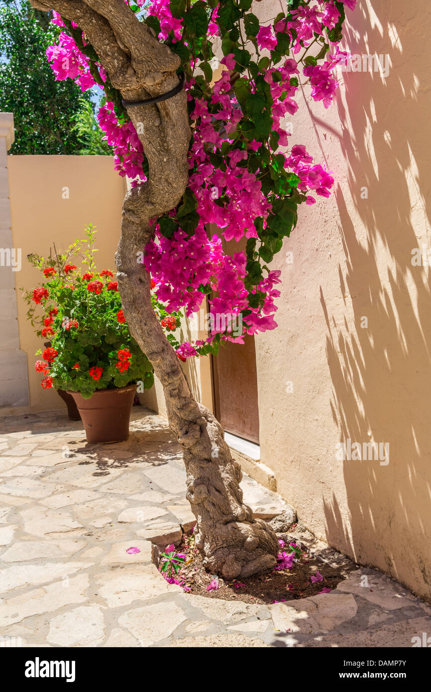 Branches of flowers pink bougainvillea bush in street, Crete, Greece
