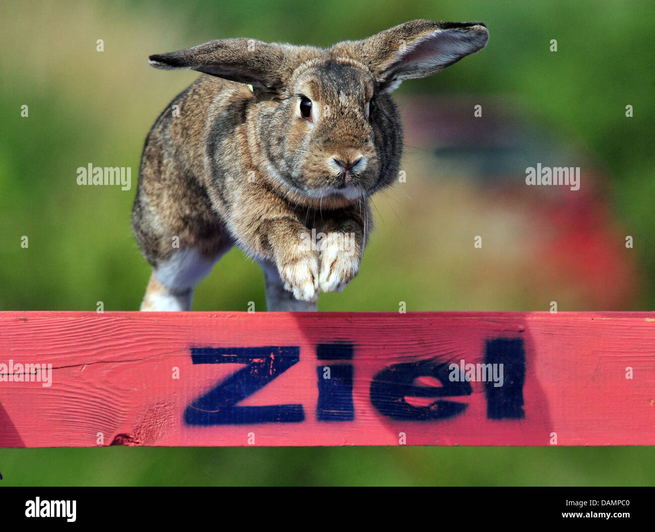 A rabbit jumps over the finish line near Jena, Germany, 15 June 2011