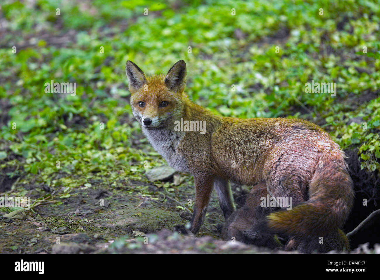 red fox (Vulpes vulpes), vixen sucking two fox cubs at the den, Germany Stock Photo